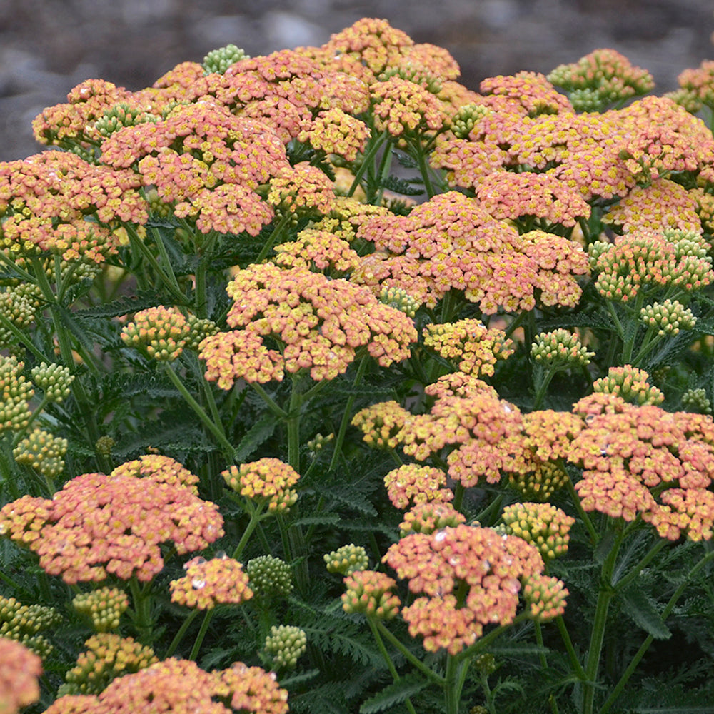 Perennials A–Z