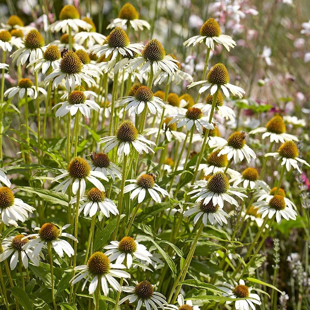 Perennials for Sun