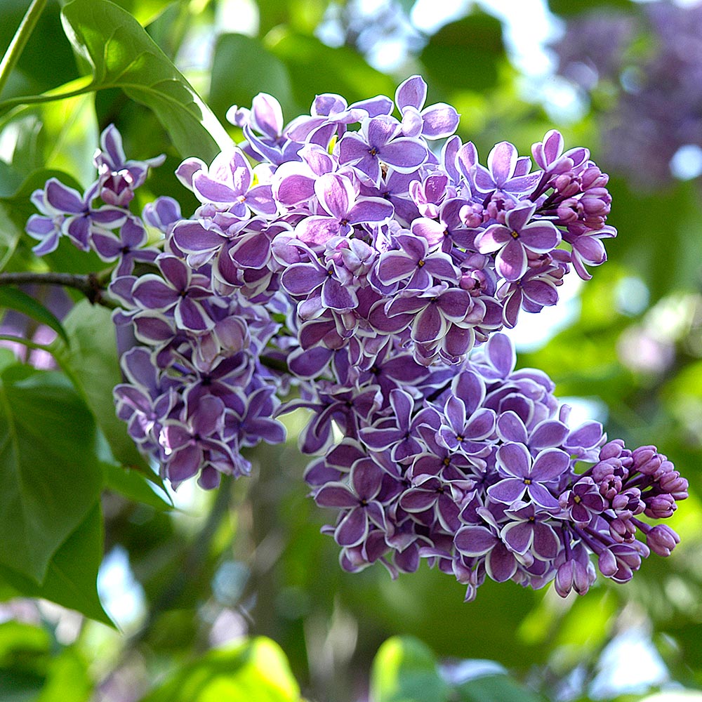 5-Star Shrubs & Vines