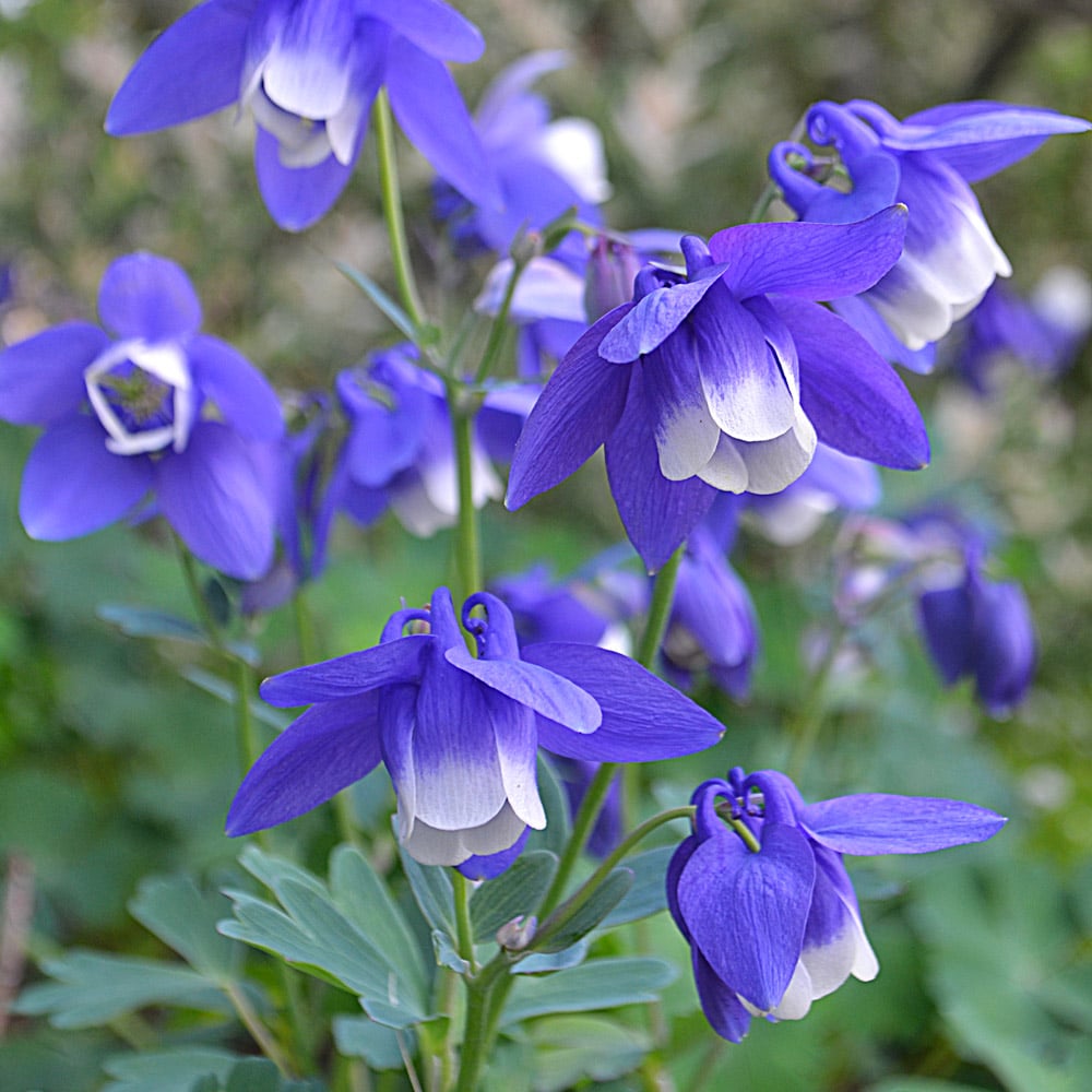 Zone 3 & 4 Perennials