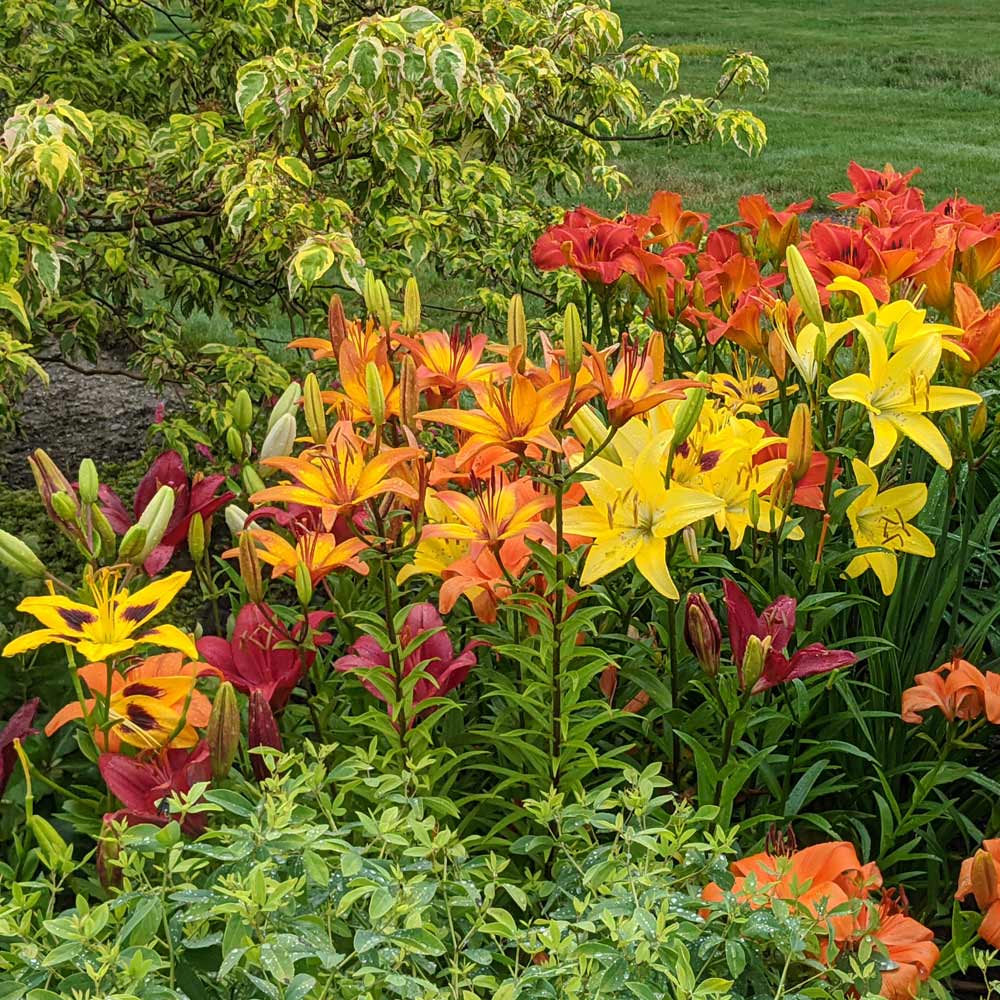 Asiatic Lilies