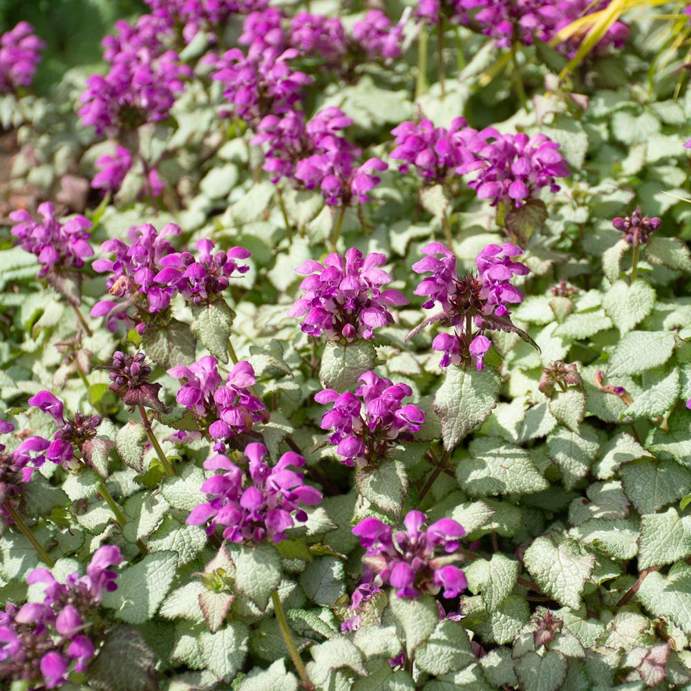 Ground Covers
