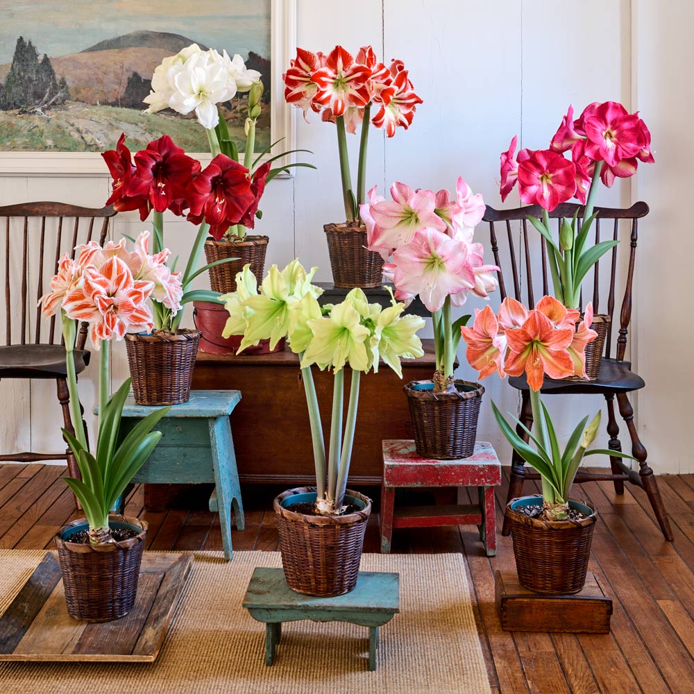 Amaryllis Collections