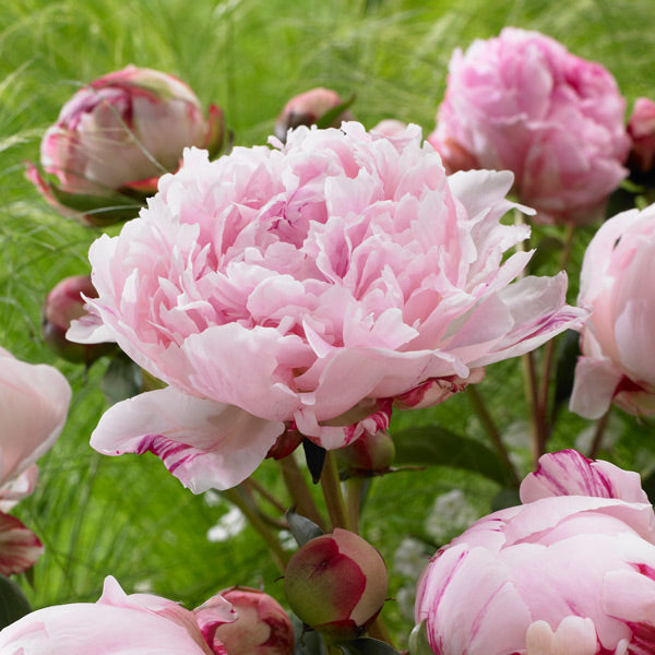 All Peonies