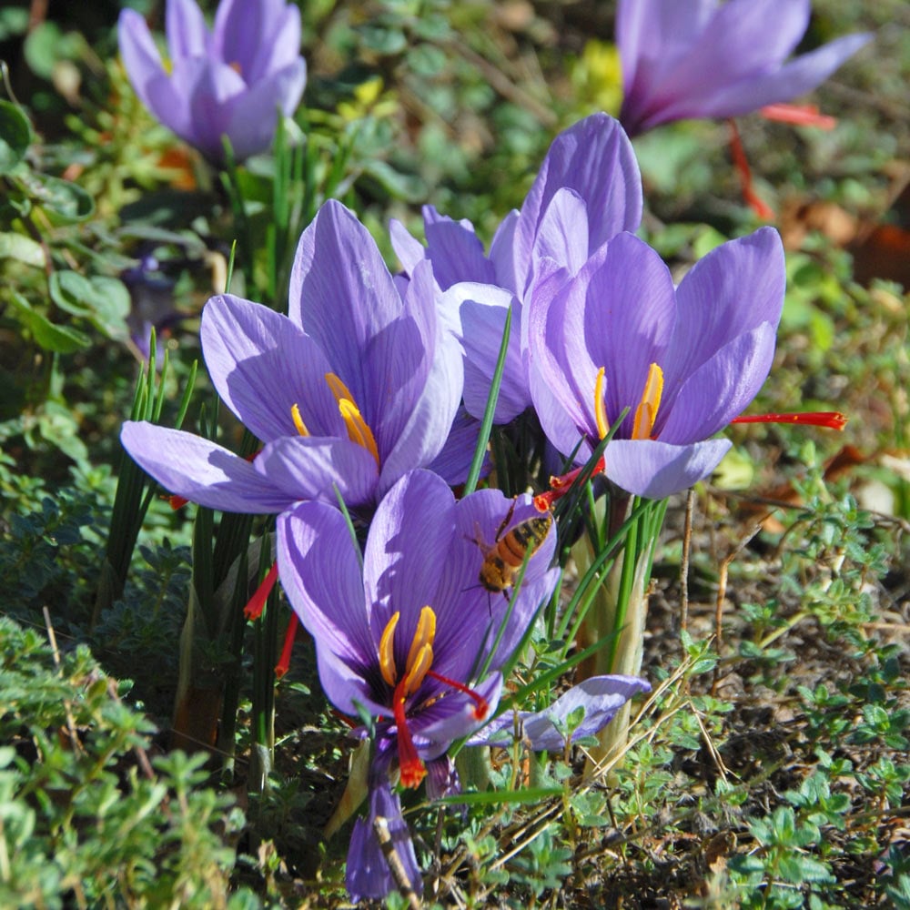 Bulbs for Pollinators