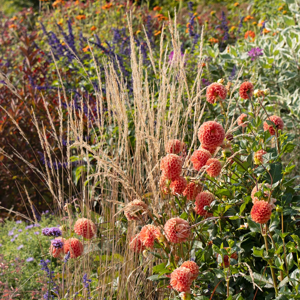 Dahlia Companions