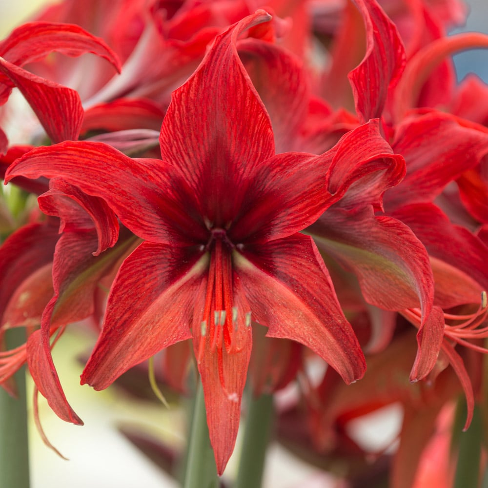 5-Star Amaryllis