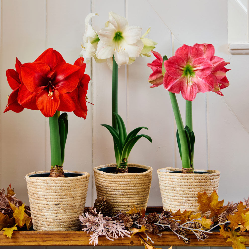Early-Blooming South African Amaryllis