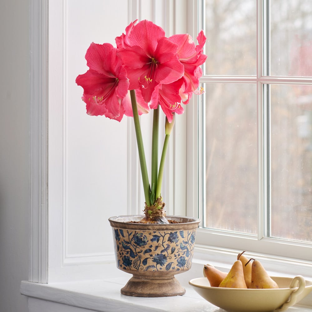 Single-Flowered Classic Amaryllis