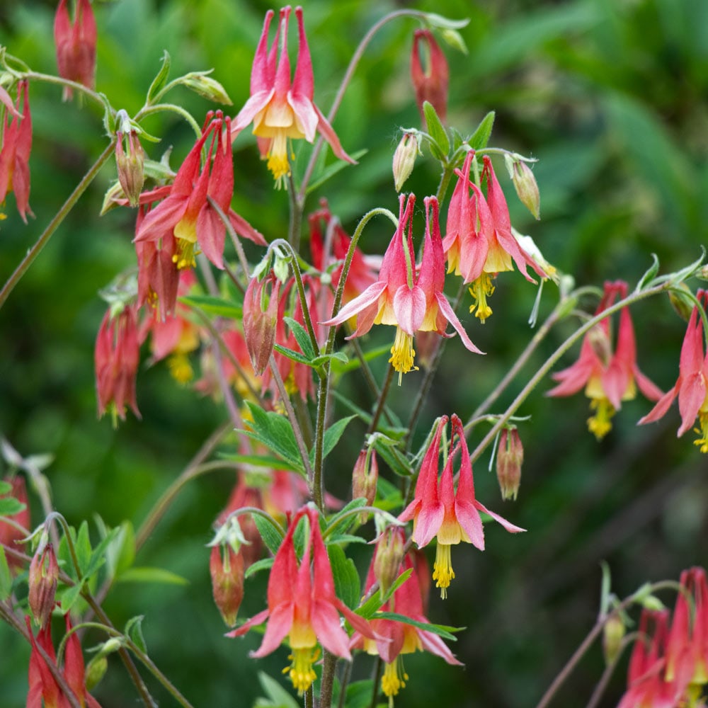 North American Native Perennials