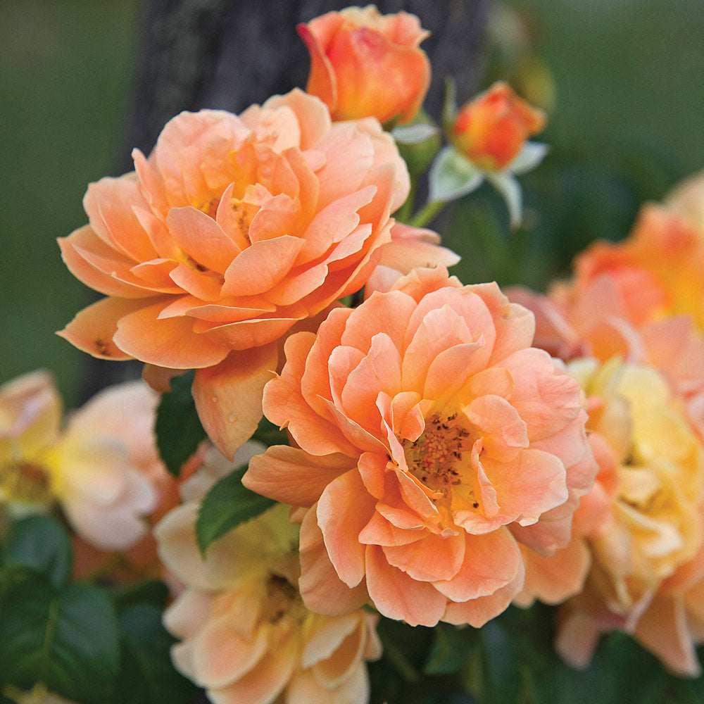 Shrubs for Sun