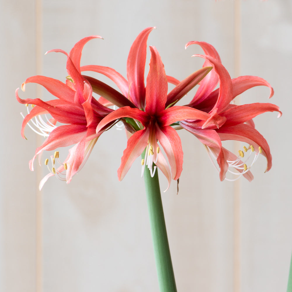 Cybister & Small-Flowering Amaryllis