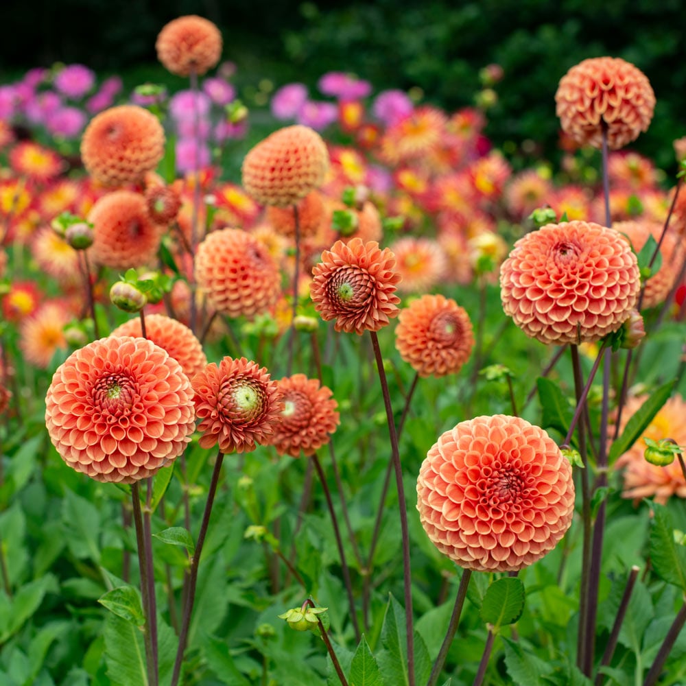Ball-Form Dahlias