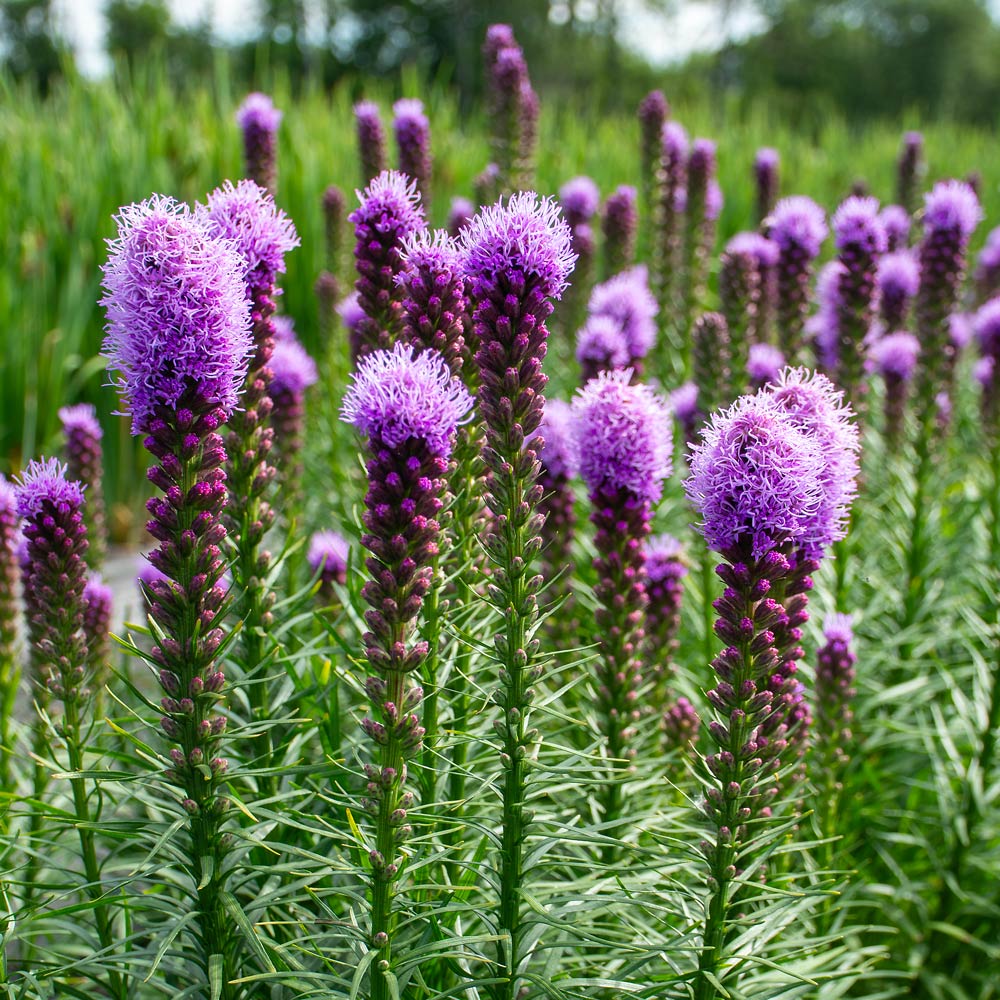 Heat & Drought-Tolerant Plants