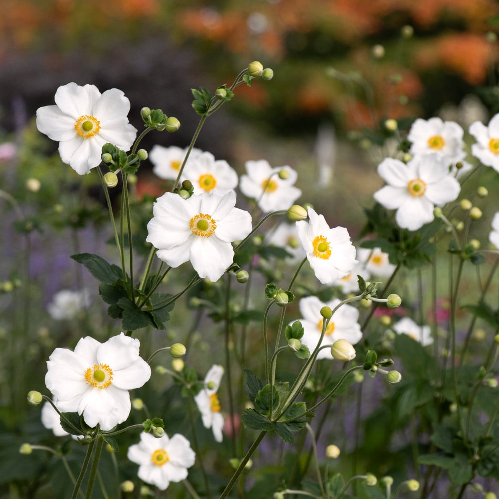 Plants for Late-Season Interest