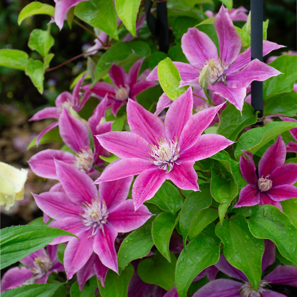 All Flowering Vines