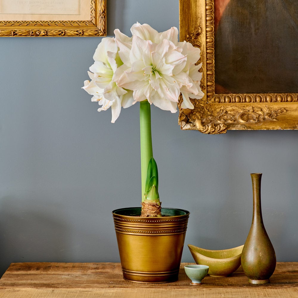 White Amaryllis