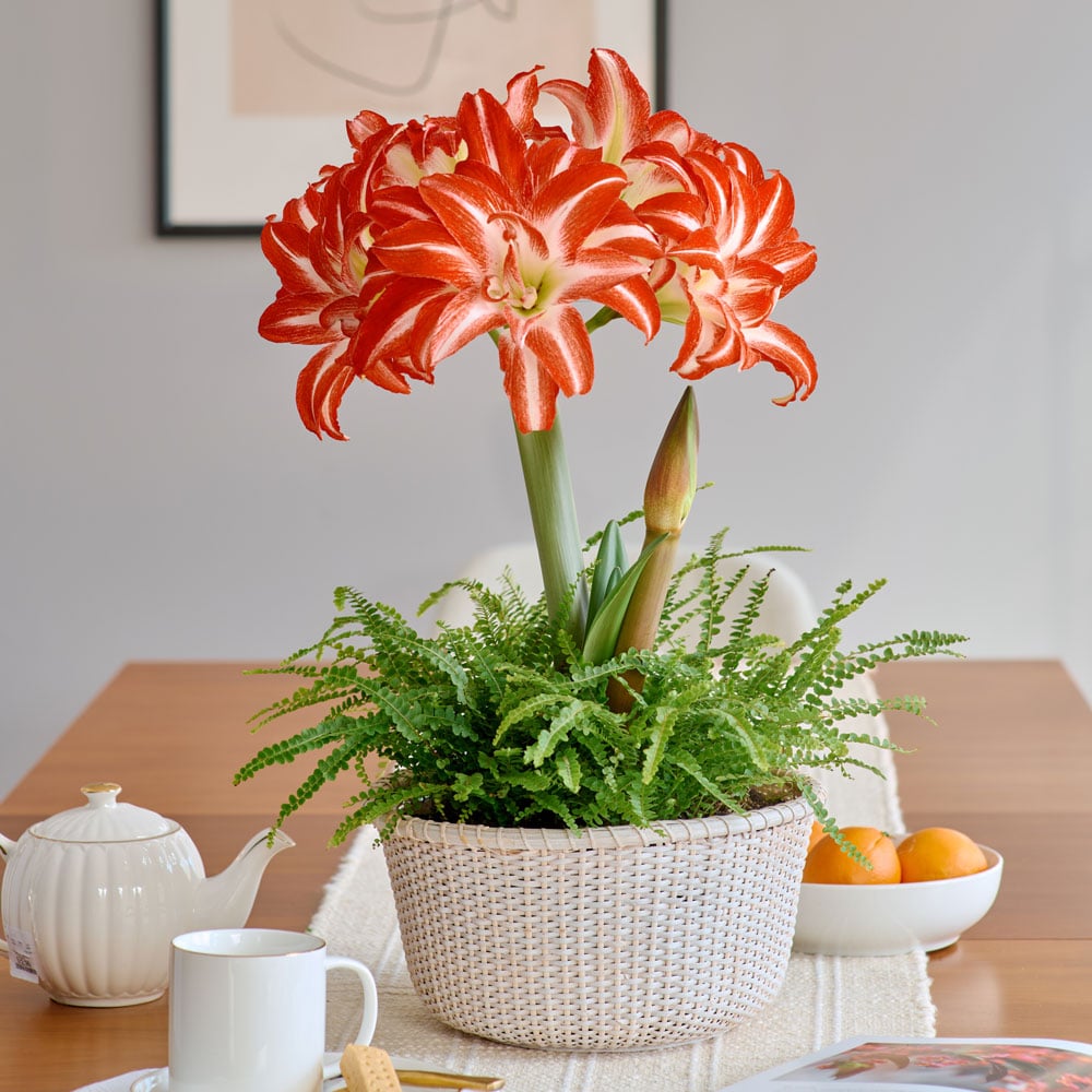 Bicolor Amaryllis