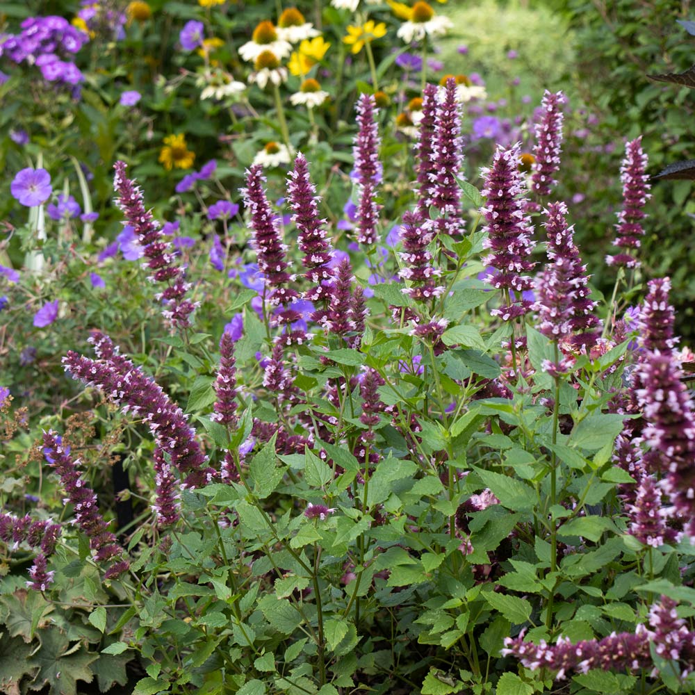 Deer-Resistant Plants & Bulbs