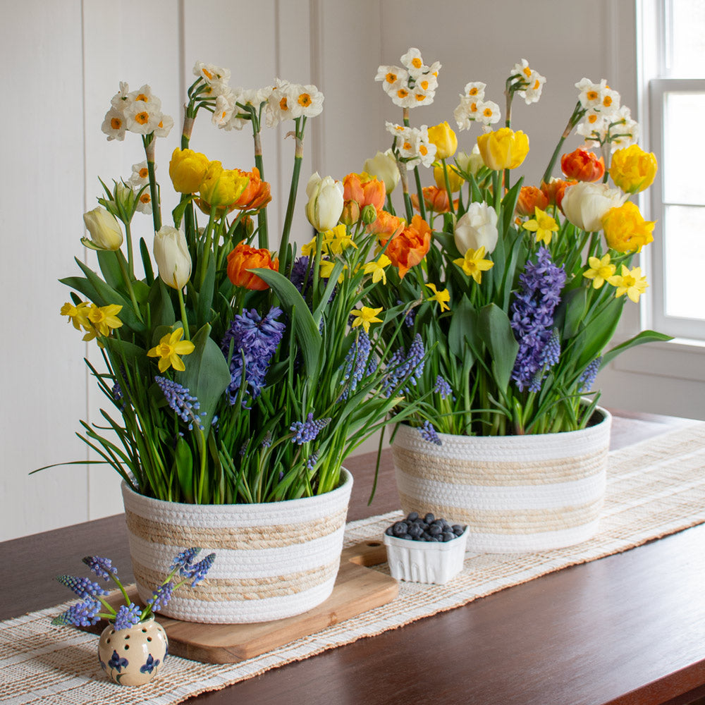 New Bulb Gardens