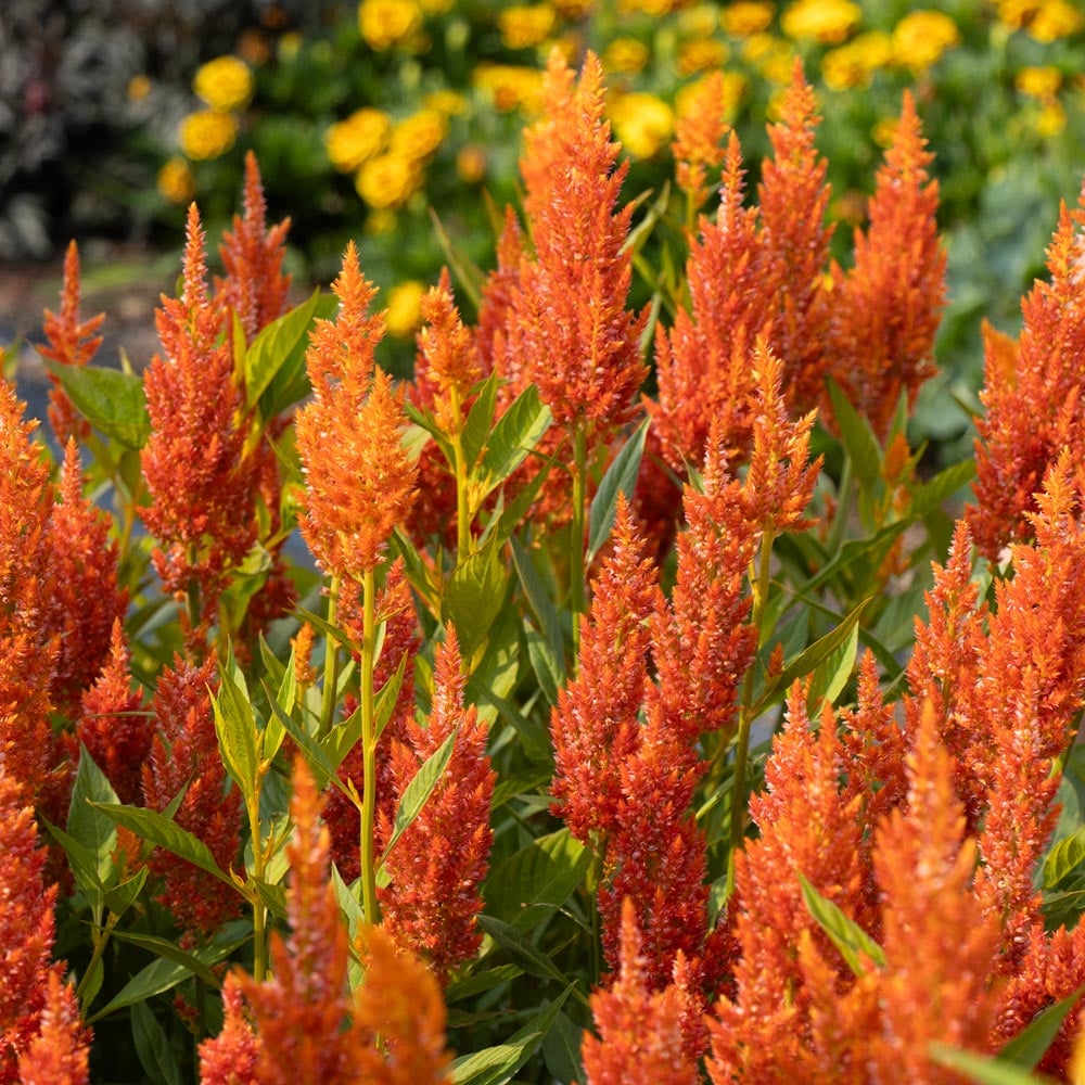 Annuals for Heat & Humidity
