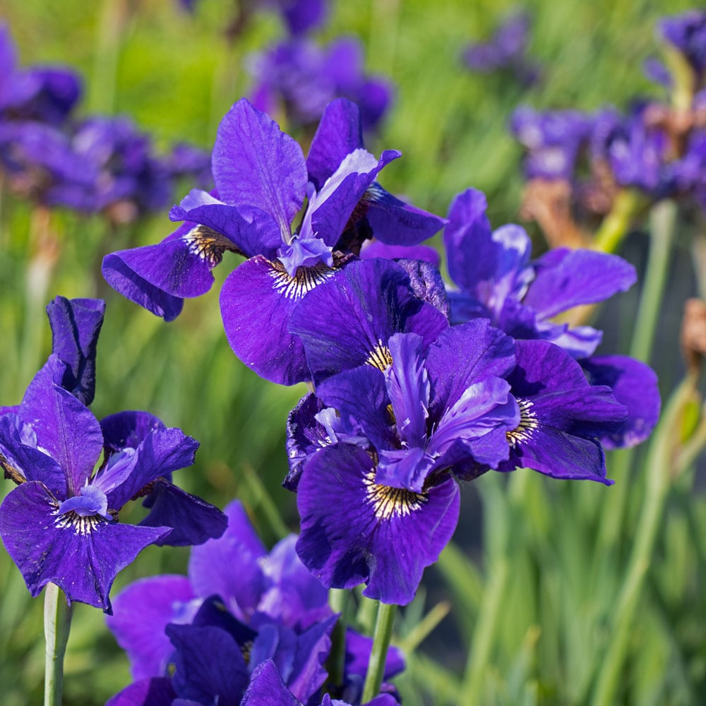 Siberian Iris