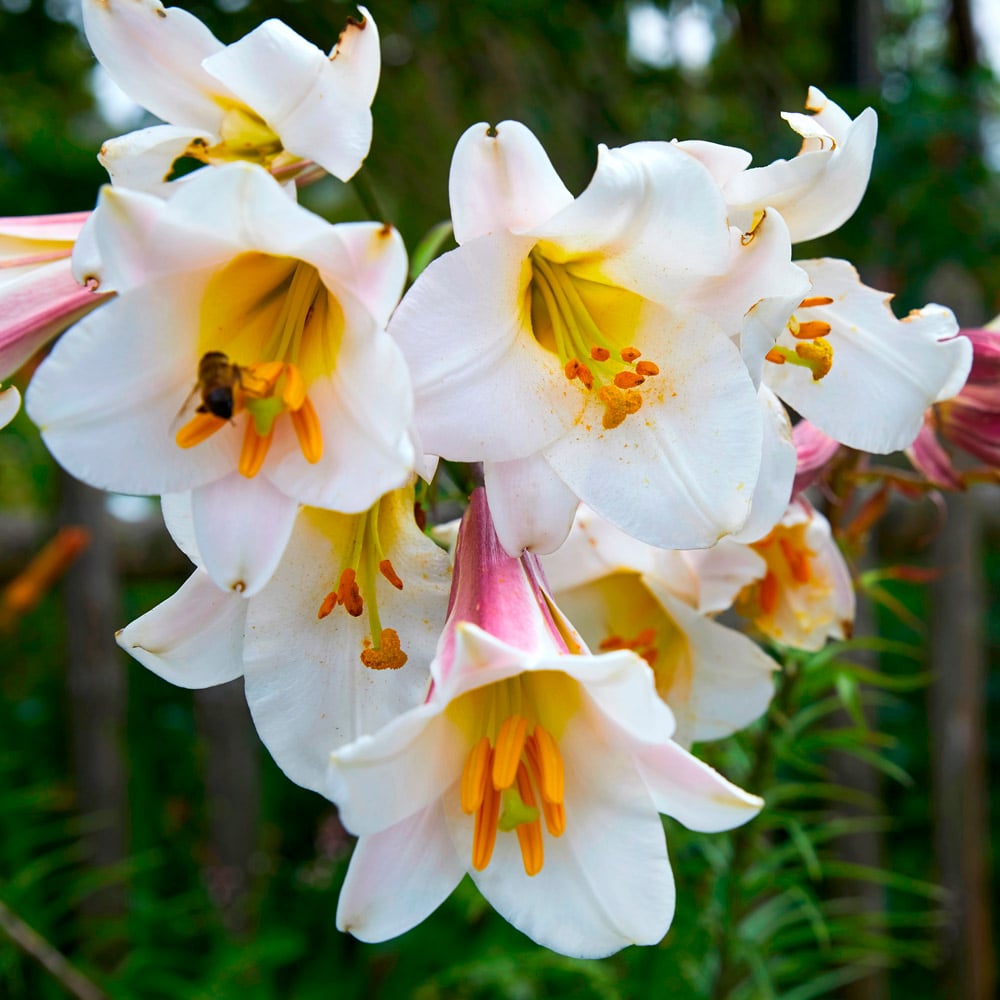 Oriental & Orienpet Lilies