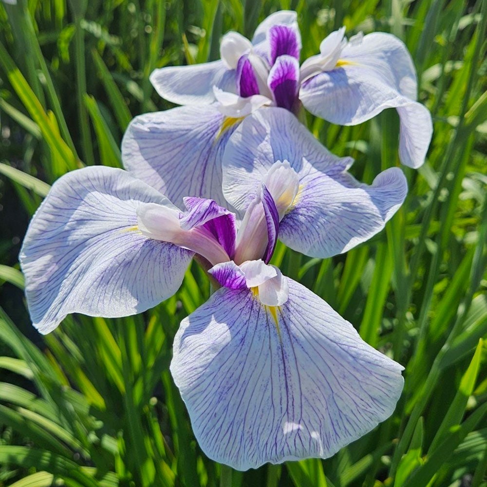 Japanese Iris