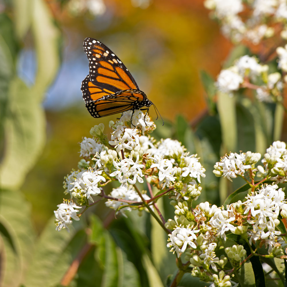 Pollinator-Friendly Shrubs & Vines