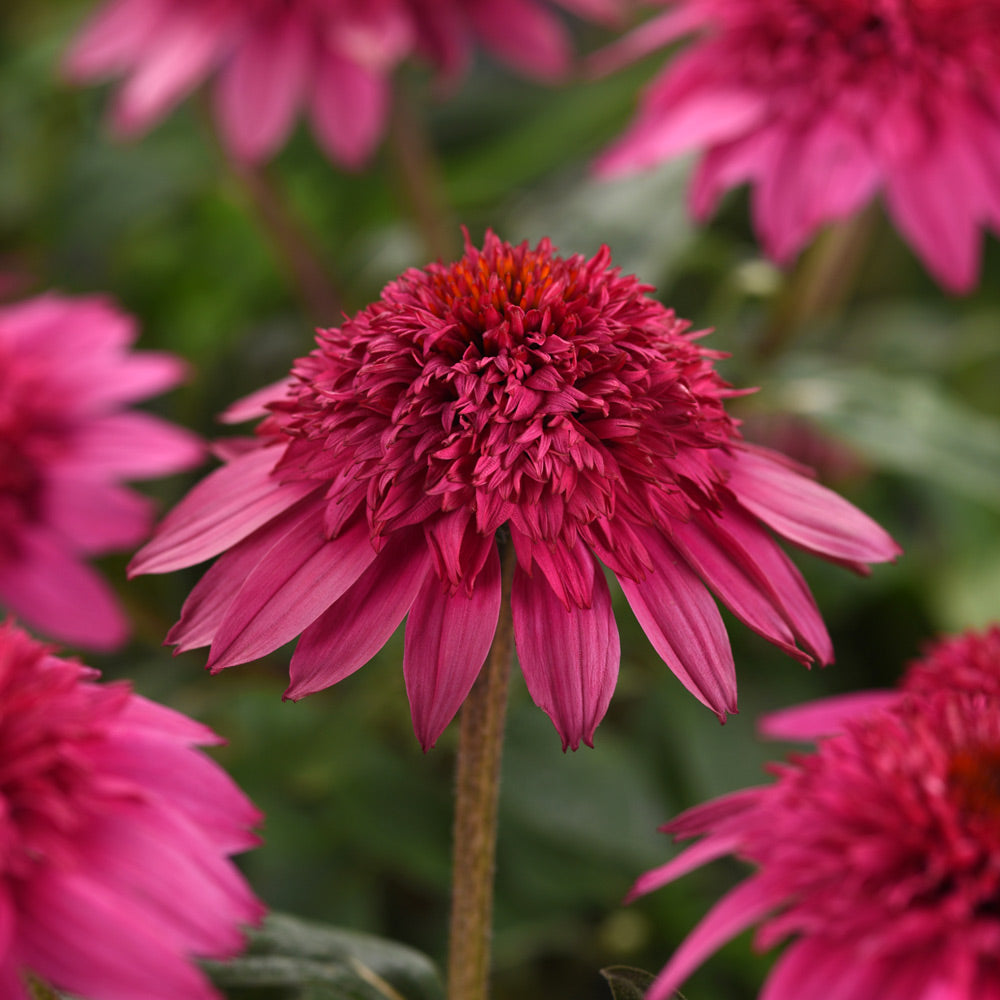 New Perennials
