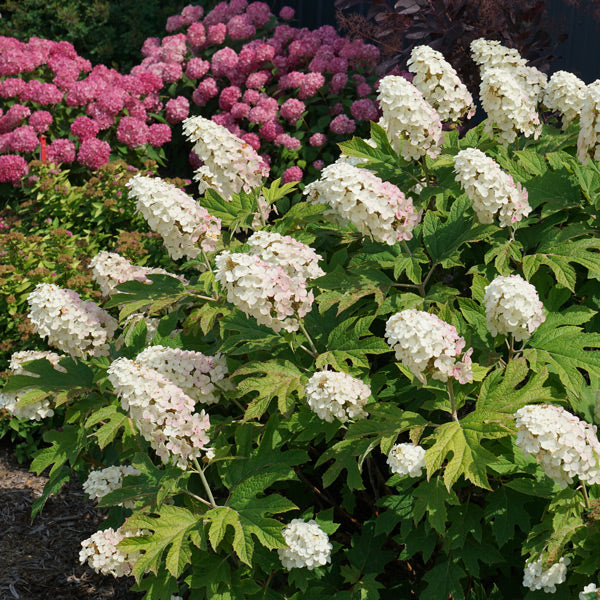 Hydrangea