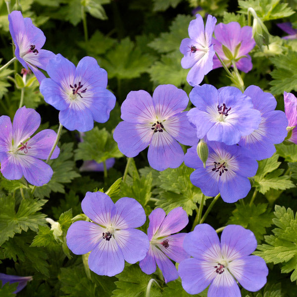 Perennials
