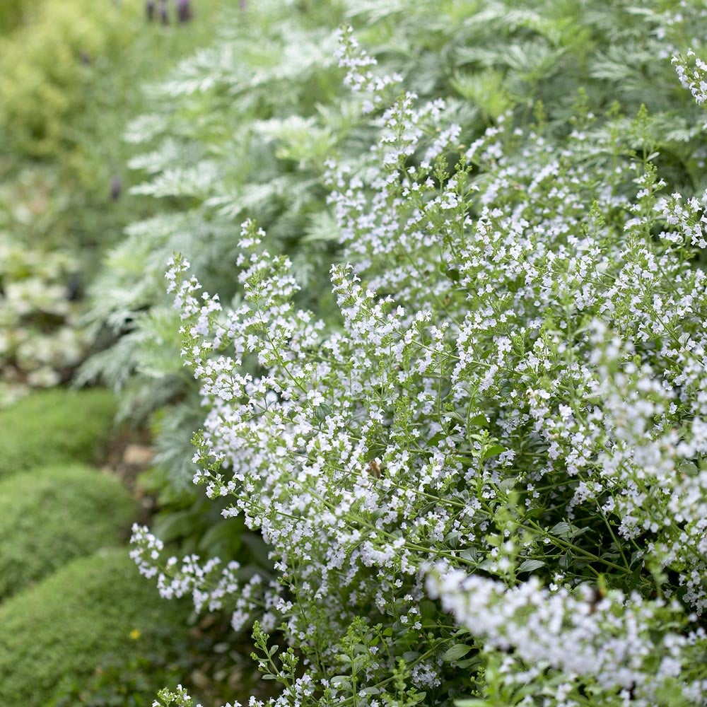 Low-Maintenance Perennials