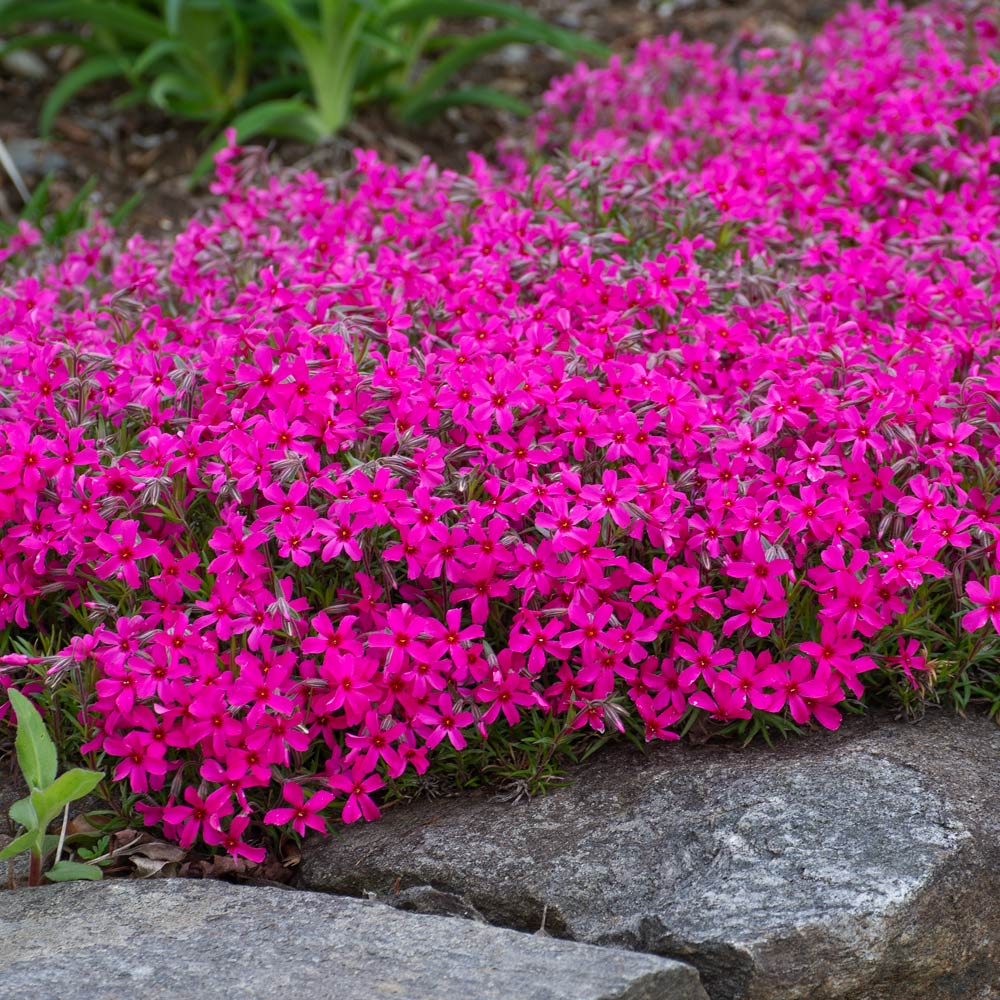 Garden Conditions