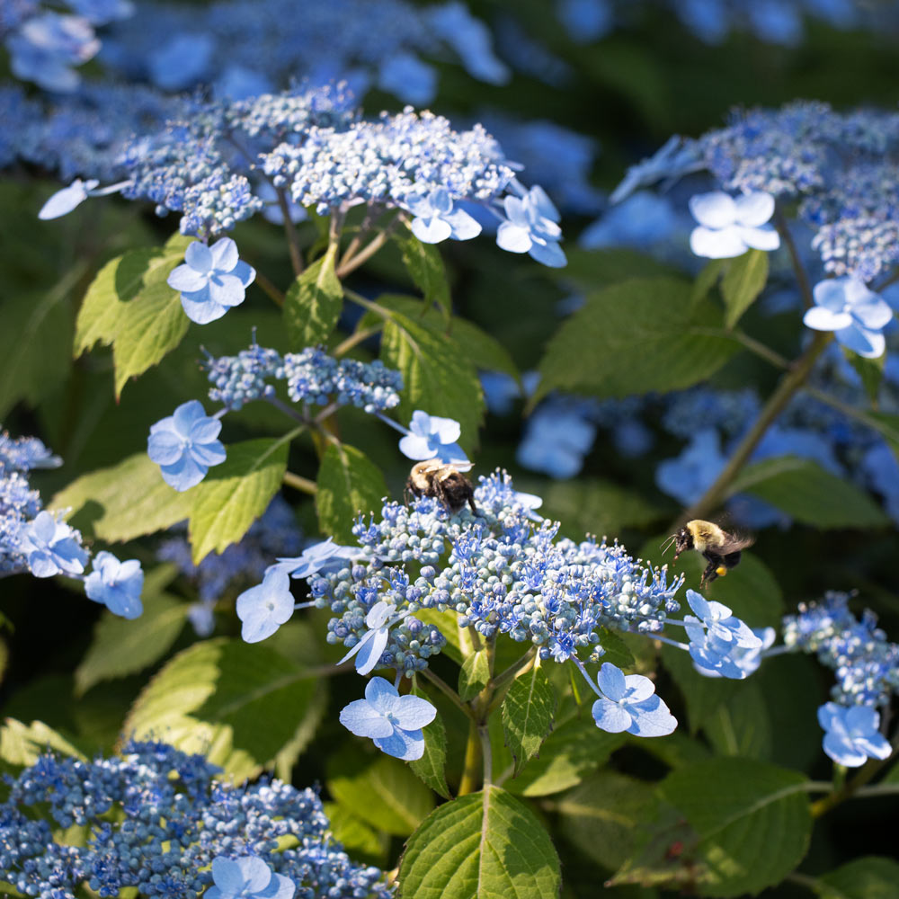 Explore Shrubs & Vines