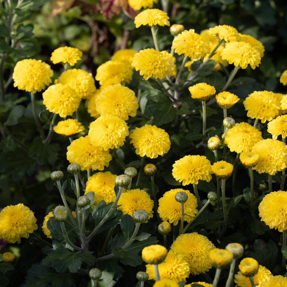 Chrysanthemum 'Lois'