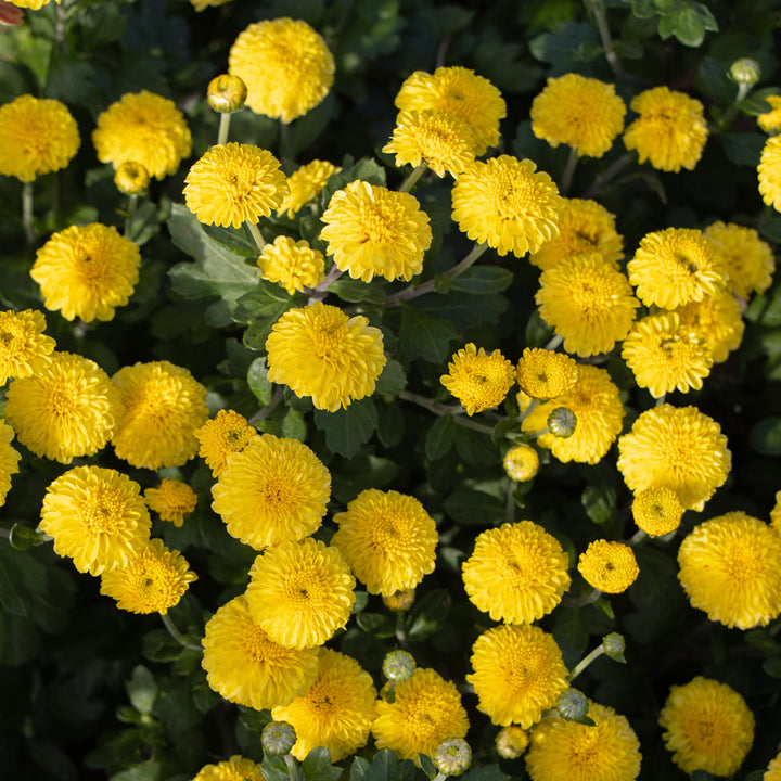 Chrysanthemum 'Lois'