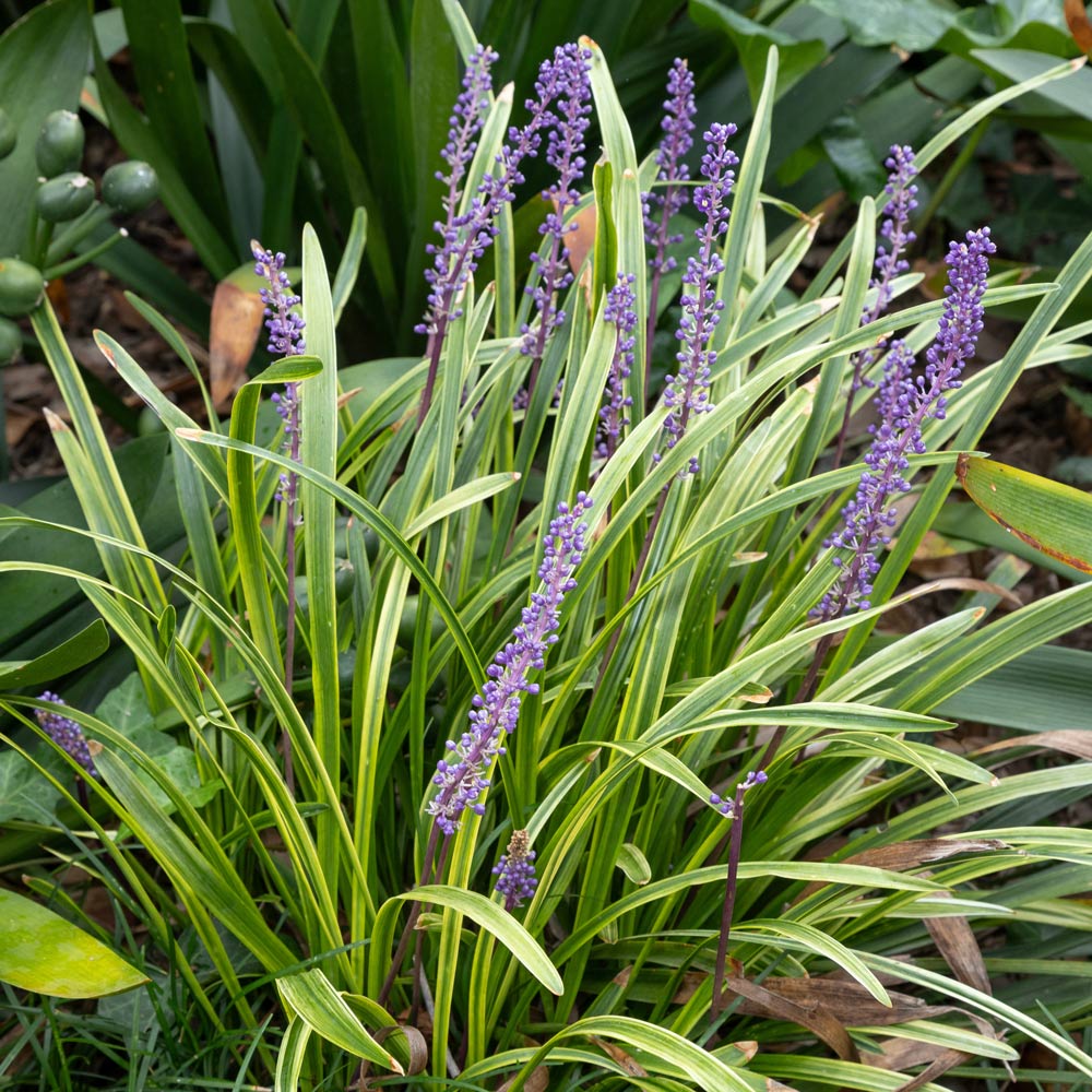 Liriope muscari 'Variegata'