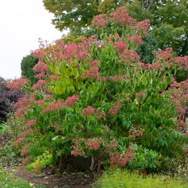 Heptacodium miconioides Temple of Bloom®