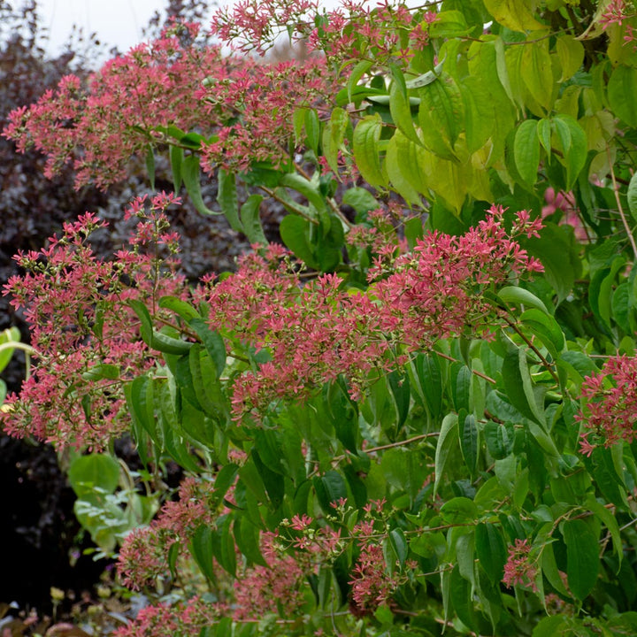Heptacodium miconioides Temple of Bloom®