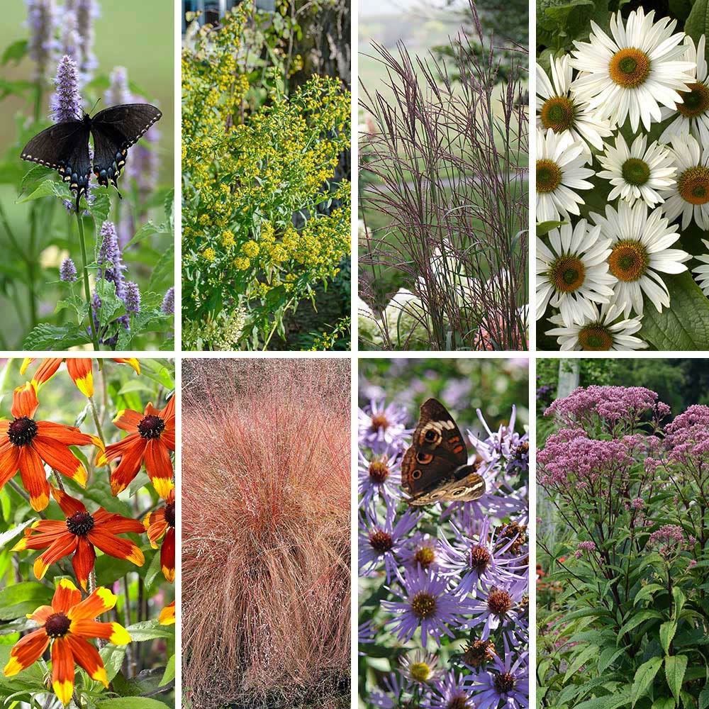 Native Plants for Songbirds