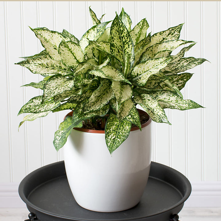 Chinese Evergreen 'Spring Snow' in white ceramic cachepot