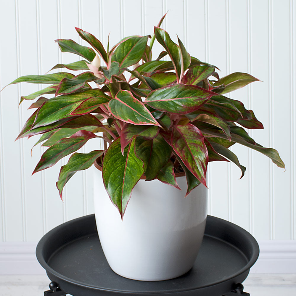 Chinese Evergreen 'Siam Aurora' in white ceramic cachepot