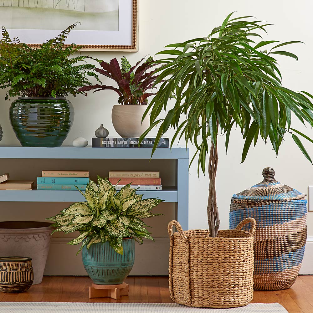 Banana-Leaf Fig in Water Hyacinth basket