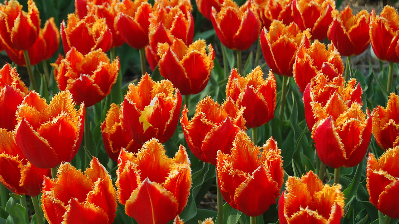 White Flower Farm