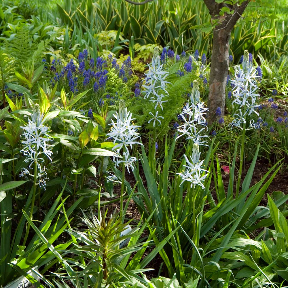 Camassia cusickii