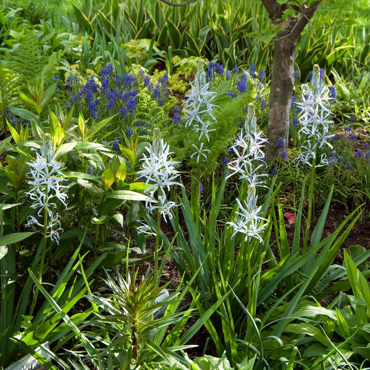 Camassia cusickii