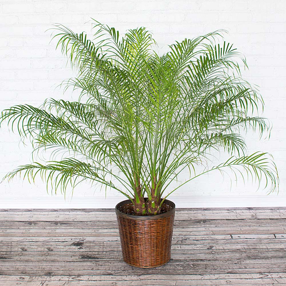 Pygmy Date Palm in brown woven basket