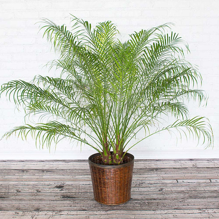 Pygmy Date Palm in brown woven basket