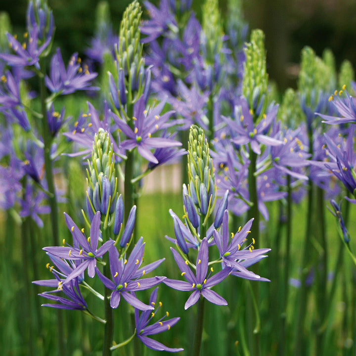 Camassia leichtlinii 'Blue Danube'